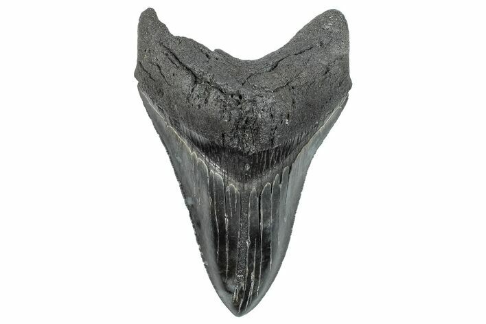 Serrated, Fossil Megalodon Tooth - South Carolina #284240